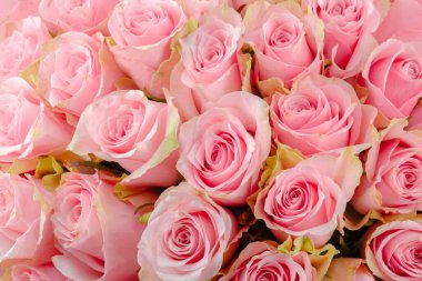 Çiçek dizaynı ve kutlama kartı için yeşil kenarlı taze pembe güller.