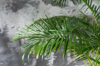 Doğal Saksıda Dekoratif Palmiye Bitkisinin Yakın Çekimi