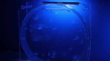 Sayısız denizanası berrak, yuvarlak bir akvaryum tankının içinde yavaşça sürüklenir. Derin mavi ışıkla güzelce aydınlatılır ve büyüleyici bir sualtı sahnesi sunulur..