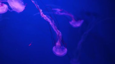 Çoklu parlayan mor denizanası lacivert suda zarifçe süzülür. Uzun ve narin dokunaçları okyanusta sessizce sürüklenirken uzanıyor..