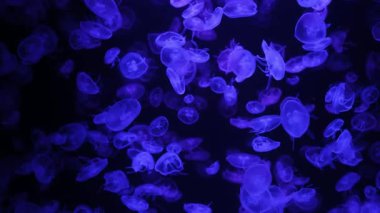 Birçok parlak mavi denizanası, sualtı sahnesinde sakin ve sakin bir şekilde, karanlık sularda birlikte yüzer ve yüzer..