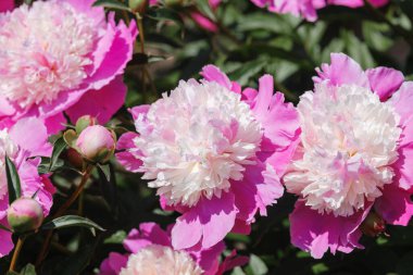 Canlı pembe ve beyaz şakayıklar çiçek açmış, bahçeyi renklerle dolduruyorlar..