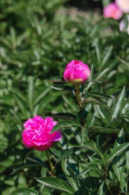 Bereketli yeşil yapraklı renkli şakayıklar güneşli bir bahçede yetişir..