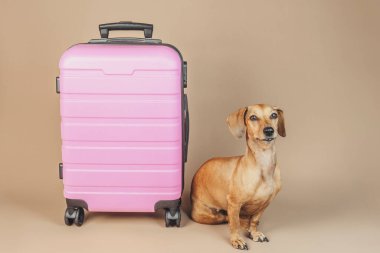 Tarafsız arka planda pembe bavulun yanında oturan Dachshund, konsept hayvan seyahat arkadaşı.