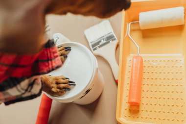 Boya kovası tutan köpek patileri, konsept köpek bakım asistanı.