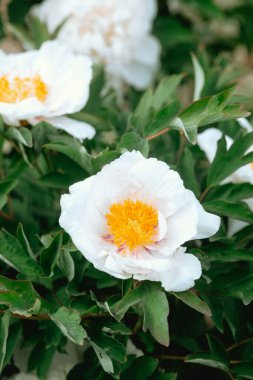 Altın merkezli narin beyaz çiçekler yemyeşil bir bahçede çiçek açar..