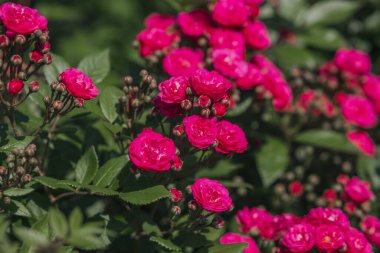 Parlak pembe güller güneşli bir bahçede yeşil yaprakların arasında çiçek açıyor..