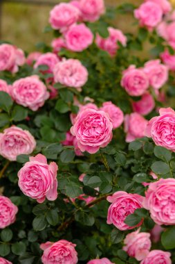 Parlak pembe güller baharda bahçeyi renk ve kokuyla doldurur..