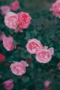 Pembe güller yeşil bir çalılıkta sergilenir, bahar güneşinde canlı yapraklar sergilenir..