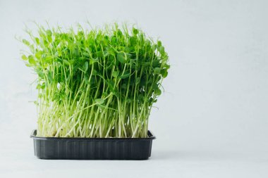 Taze bezelye, beyaz arkaplanda siyah kabın içinde filizleniyor