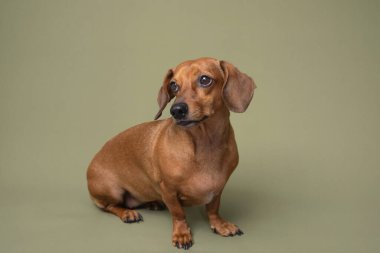 Yeşil arka planda gülümseyen dachshund neşeli evcil hayvan reklamları ve diş sağlığı temaları için harika