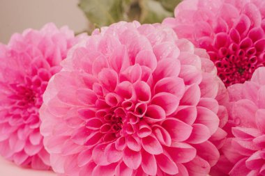 Botanik romantizmi ve çiçek güzelliği için çiçek açan pembe yıldız çiçeklerine yakın çekim