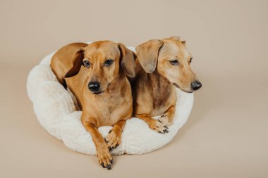 İki dachshun evcil hayvan yatağında rahat bir şekilde, rahat anlar için ya da evcil hayvan yaşam tarzı konsepti için dinleniyor.