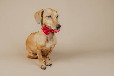 Kırmızı papyonlu Dachshund köpeği kutlama, zarafet ya da evcil hayvan moda konsepti için tarafsız arkaplanda poz veriyor.