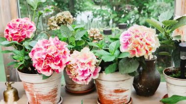 Güzel pembe ve krem rengi ortanca çiçekleri kırsal kaplarda parlak bir şekilde açar, güneşli bir pencere tarafından zarif bir şekilde düzenlenir, canlı doğal güzellikler sergilerler.. 