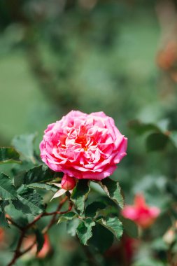 Canlı pembe bir gül, parlak güneş ışığında yeşil yaprakların arasında duruyor..