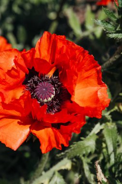 Parlak güneş ışığı altındaki bir bahçede canlı kırmızı bir gelincik çiçeği duruyor..