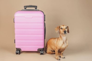 Tarafsız arka planda pembe bavulun yanında oturan Dachshund, konsept hayvan seyahat arkadaşı.
