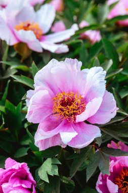 Canlı pembe şakayıklar güneş ışığı altında güzel bir şekilde çiçek açar..