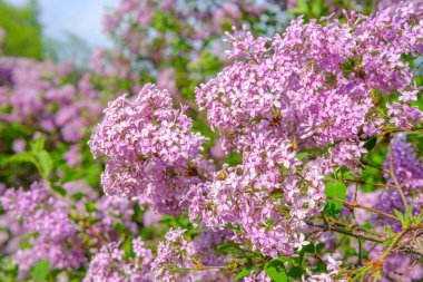 Parlak güneş ışığı altında, iyi korunmuş bir bahçede çiçek açan leylak demetleri..