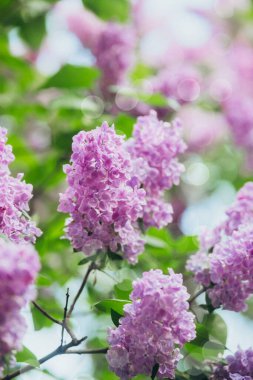 Güzel leylak çiçekleri güneşli bir bahçede serpilmiş, güzel renklerini sergiliyorlar..