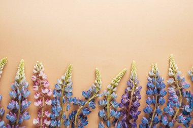 Lupine çiçekleri bej arkaplanda kenar, kopyalama alanı