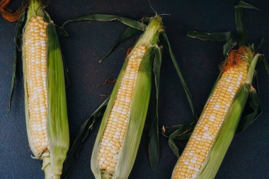 Mevsimlik tarım hasadı ya da sağlıklı yemek malzemesi fotoğrafçılığı için kabuklu üç taze mısır koçanı.