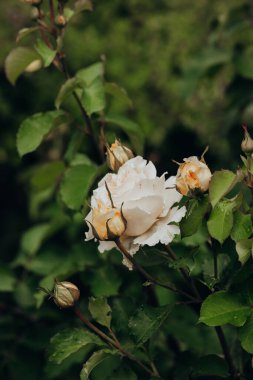 Taze yeşil yaprakların ve tomurcuklanan çiçeklerin arasında narin beyaz güller açar..