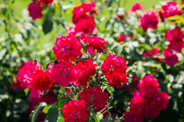 Parlak kırmızı güller bahçeyi dolduruyor, ılık güneşin altında güzelliklerini sergiliyorlar..