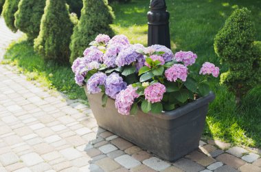 Mor ve pembe ortancalar çalıların yanındaki parlak güneş ışığının altında büyür..