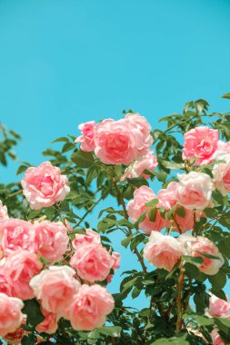 Parlak pembe güller, açık mavi gökyüzünün altında yeşil yapraklar üzerinde büyür..