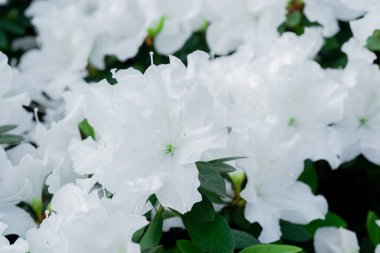 Yeşil yapraklı beyaz açelya çiçekleri