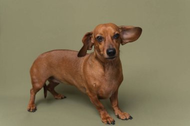 Bir kulağı zeytin arkaplanına dönük oyuncu dachshund. Evcil hayvan esprileri ya da neşeli hayvan yaşam tarzı markaları için harika.