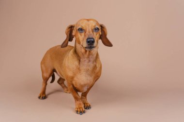 Tam vücut dachshund bej zeminde duruyor. Ciddi bir görünümü var. Cinsiyet gösterisi, itaat veya evcil hayvan eğitimleri için kullanışlı.