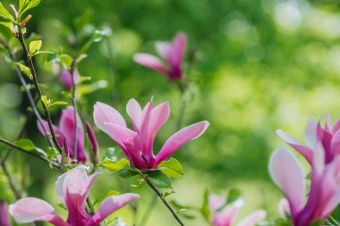 Manolya çiçekleri parlak bir şekilde açar. Baharda yemyeşil bir bahçede pembe taç yaprakları sergilenir..