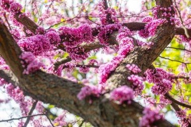 Pembe çiçek kümeleri, açık bir gökyüzünün altındaki ağaç dallarını süslüyor..