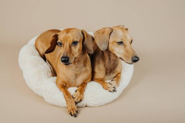 İki dachshun evcil hayvan yatağında rahat bir şekilde, rahat anlar için ya da evcil hayvan yaşam tarzı konsepti için dinleniyor.