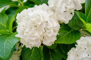 Düğün çiçeği tasarımı ve romantik dekorasyon konsepti için ortanca makrofilla beyaz çiçek kümesi