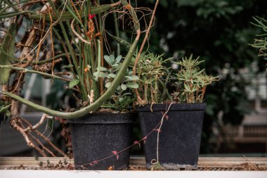 Saksıdaki sulu bitkiler parlak ışıkta, yemyeşil yaprakların arasında bir pencere eşiğinde duruyorlar..