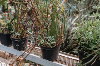 Tencerelerde çeşitli sulu bitkiler doğal ışıkla pencere pervazında sergilenir..