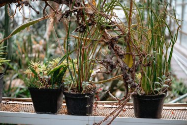 Serada parlak güneş ışığı altında çeşitli saksı bitkileri gelişir..