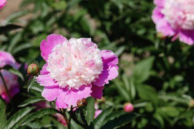 Renkli bir şakayık çiçeği canlı bir bahçede yemyeşil yaprakların arasında duruyor..
