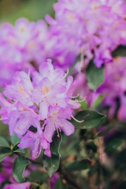 Bahar mevsiminde yemyeşil bir bahçede açan mor rhododendronlar.