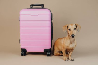 Tarafsız arka planda pembe bavulun yanında oturan Dachshund, konsept hayvan seyahat arkadaşı.