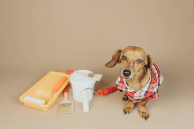 Dachshund resim malzemelerinin yanında utangaç görünüyor, konsept yenilemede isteksiz evcil hayvan yardımcısı