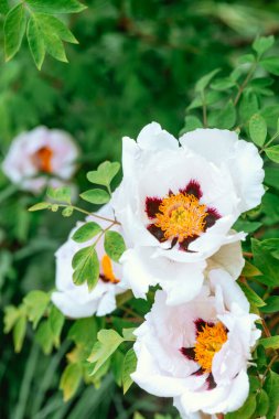 Sarı merkezli narin beyaz çiçekler yemyeşil yapraklar arasında gelişir..