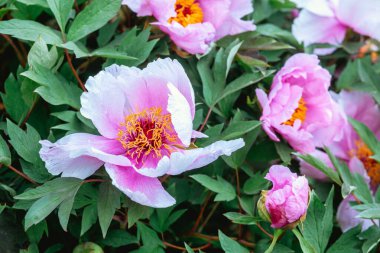 Yumuşak pembe taç yaprakları ve parlak sarı merkezleri olan şakayıklar yemyeşil bir bahçede büyür..