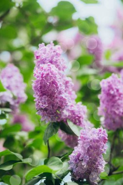 Canlı leylak çiçekleri güneşli bir günde yemyeşil yaprakların arasında açar..
