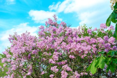 Parlak leylak çiçekleri ilkbaharda berrak mavi bir gökyüzüne karşı canlı bir şekilde açar..