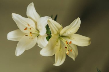 Zeytin zemininde sarı zambak çiçekleri